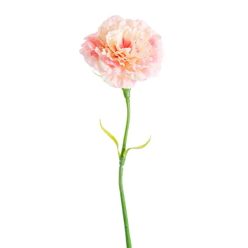 Carnation Ruffle Stem Cream Pink (9cmDx42cmH)
