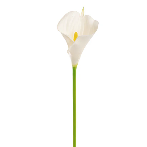 Calla Lily Open Bloom Stem Real Touch White (70cmST)