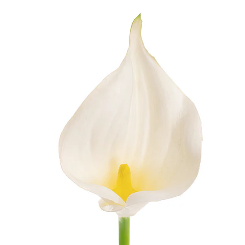 Calla Lily Open Bloom Stem Real Touch White (70cmST)