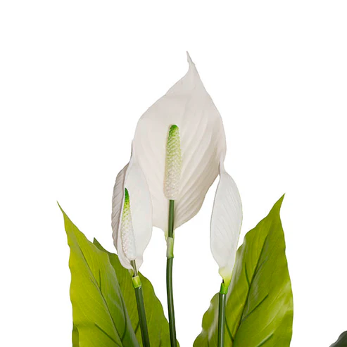 Spathiphyllum Plant Potted Real Touch Green (100cmH)