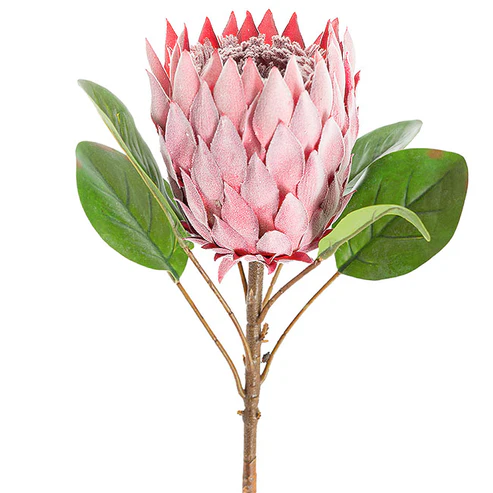 Artificial Protea Magnifica Stem Deep Pink (14cmDx69cmH)