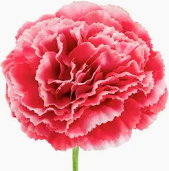 Carnation Ruffle Stem Cream Rouge Pink (9cmDx42cmH)