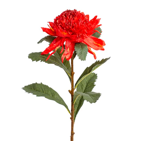Native Waratah Red (18cmDx80cmH)