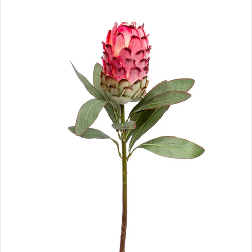 Native Protea Pink (75cmH)