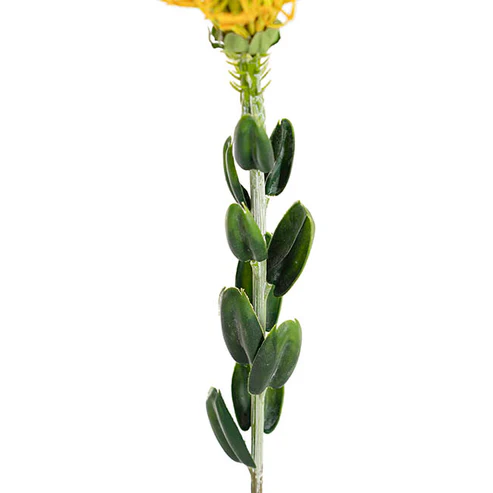 Native Leucospermum Yellow (61cmH)
