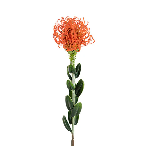 Native Leucospermum Orange (61cmH)