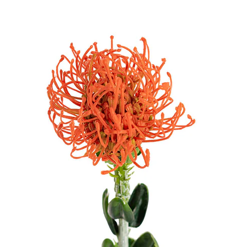 Native Leucospermum Orange (61cmH)