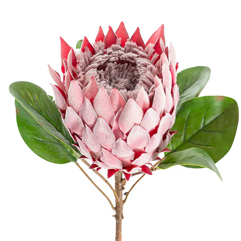 Artificial Protea Magnifica Stem Deep Pink (14cmDx69cmH)