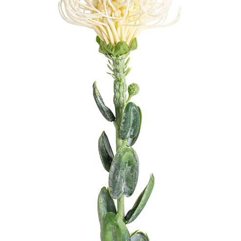 Native Leucospermum Cream (61cmH)