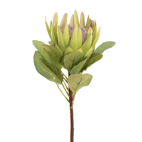 Native King Protea Real Touch Green (73cmH)