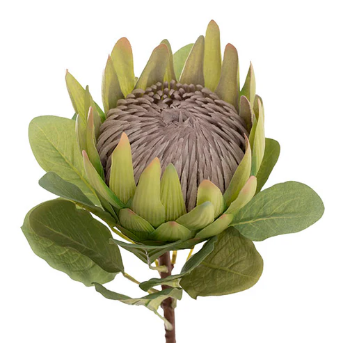 Native King Protea Real Touch Green (73cmH)