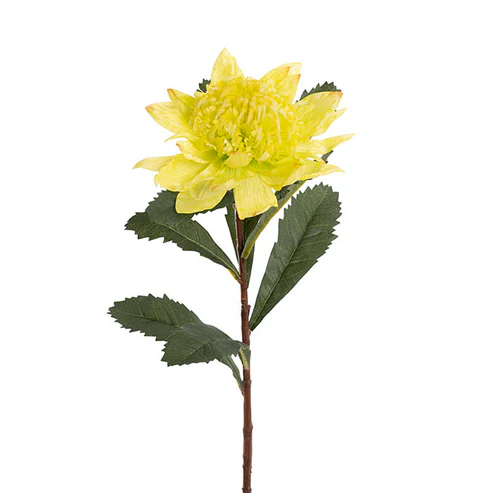 Native Waratah Soft Yellow Green (18cmDx80cmH)