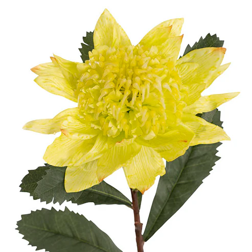 Native Waratah Soft Yellow Green (18cmDx80cmH)
