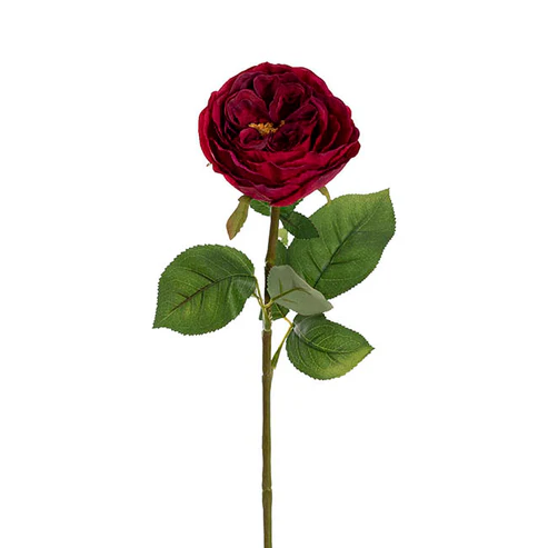 Austin Cabbage Rose Burgundy (10cmDx66cmH)