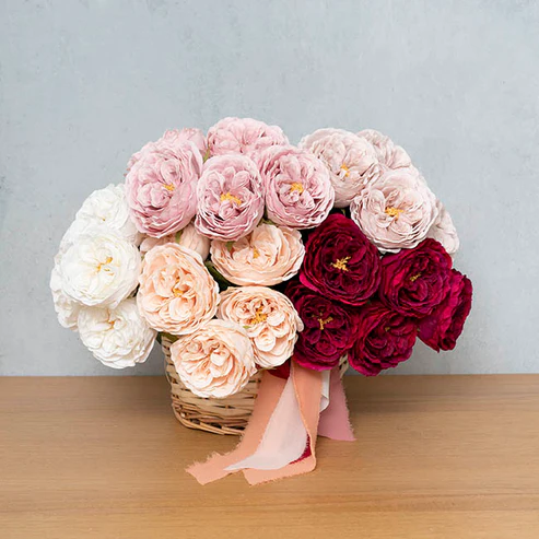 Austin Cabbage Rose Burgundy (10cmDx66cmH)