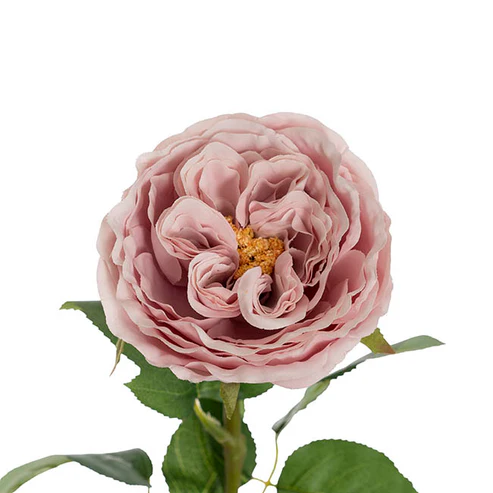 Austin Cabbage Rose Powder Pink (10cmDx66cmH)