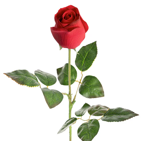 Bella Rose Real Touch Bud Dark Red (60cmH)