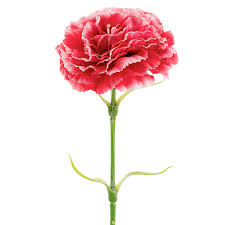 Carnation Ruffle Stem Cream Rouge Pink (9cmDx42cmH)