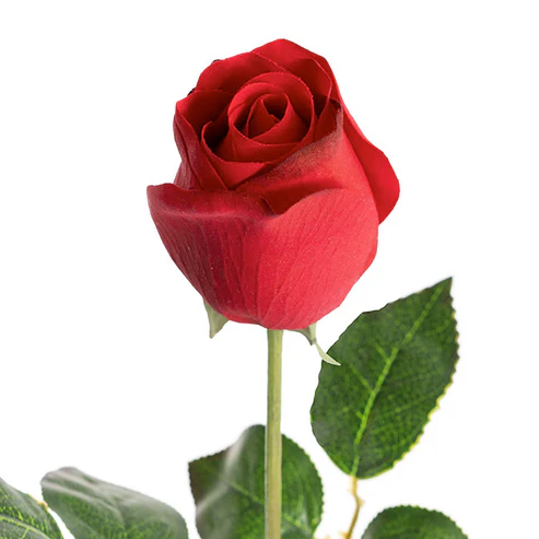 Bella Rose Real Touch Bud Dark Red (60cmH)