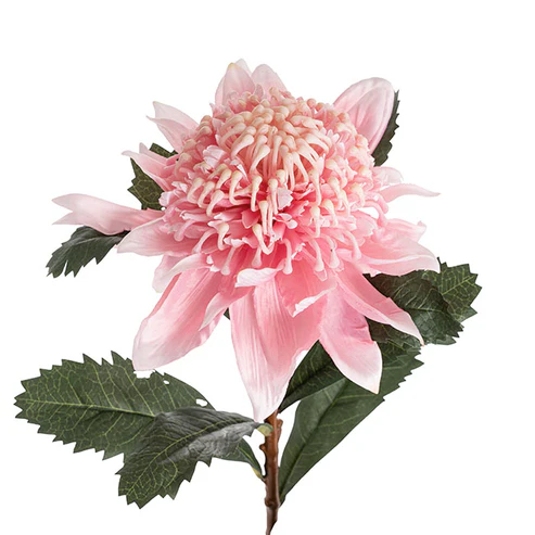 Native Waratah Soft Pink (18cmDx80cmH)