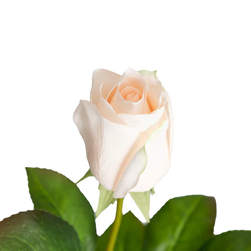 Bella Rose Real Touch Bud Soft Peach (60cmH)