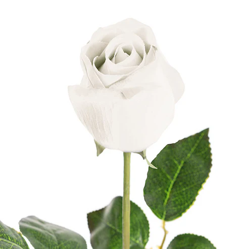 Bella Rose Real Touch Bud White (60cmH)