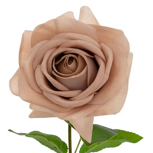 Touch Full Bloom Lge Nude (12cmDx65cmH)