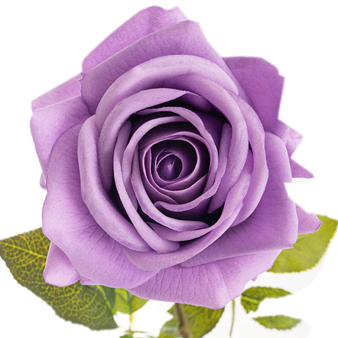 Bella Rose Real Touch Full Bloom Lge Soft Purple (12Dx65cmH)