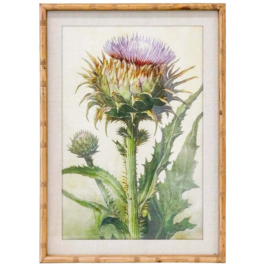 Framed Print Thistle