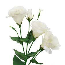 Lisianthus Spray Cream (89cmH) (low in stock)