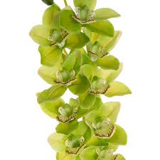 Cymbidium Orchid Real Touch 9 Head Soft Green (76cmH)