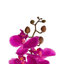 Phalaenopsis Orchid Stem Real Touch 9 Head Magenta (81cmH)