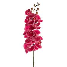 Phalaenopsis Orchid Real Touch 9 Head Dark Fuchsia (81cmH)