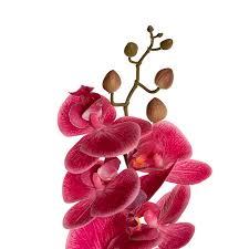 Phalaenopsis Orchid Real Touch 9 Head Dark Fuchsia (81cmH)