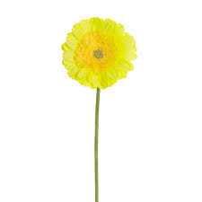 Gerbera Revolution Stem Soft Green (13cmDx65cmH)
