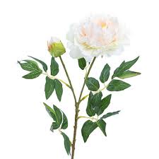 Evelyn Peony Spray – Champagne 70cm