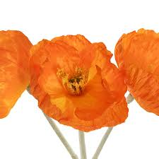 Large Poppy 3 Stem Bunch Orange