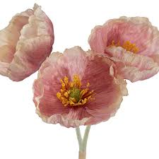 Large Poppy 3 Stem Bunch Blush Pink