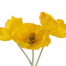Large Poppy 3 Stem Bunch Yellow