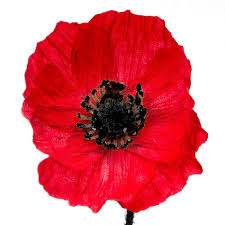Poppy Spray 3x flowers 1x bud Red