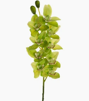 Cymbidium Orchid Real Touch 9 Head Soft Green (76cmH)